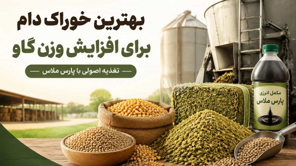 بهترین خوراک دام برای افزایش وزن گاو