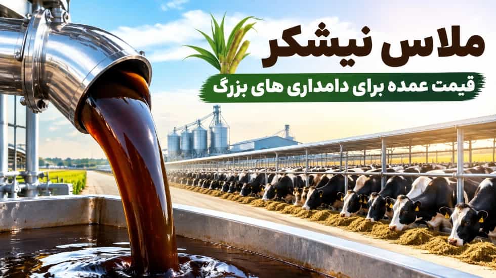قیمت عمده ملاس نیشکر برای دامداری های بزرگ