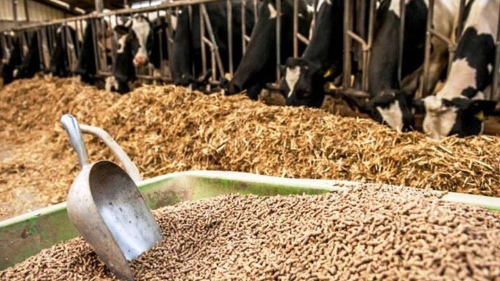 قیمت خوراک دام در خوزستان؛ بررسی عوامل موثر بر نرخ بازار قیمت خوراک دام در خوزستان؛ بررسی عوامل موثر بر نرخ بازار